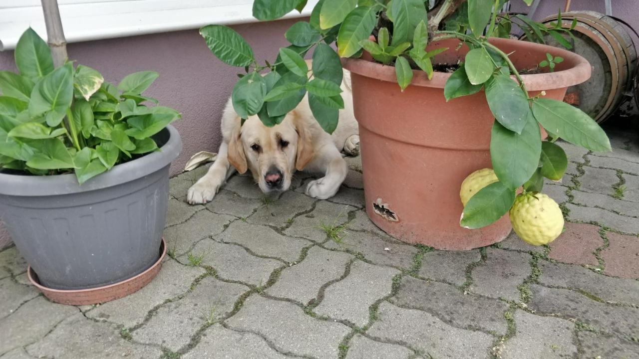 Novakporta Vendeghaz Lägenhet Lakhegy Exteriör bild